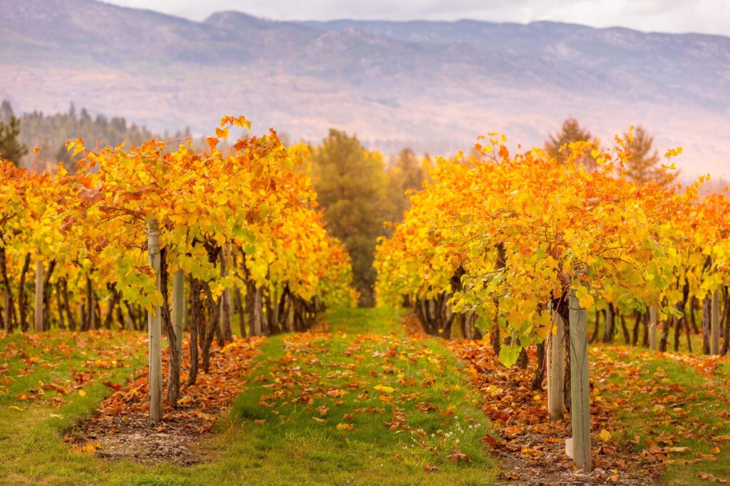 Vineyard rows with orange and yellow autumn leaves, wooden posts, and a green ground cover. Distant hills under a cloudy sky.